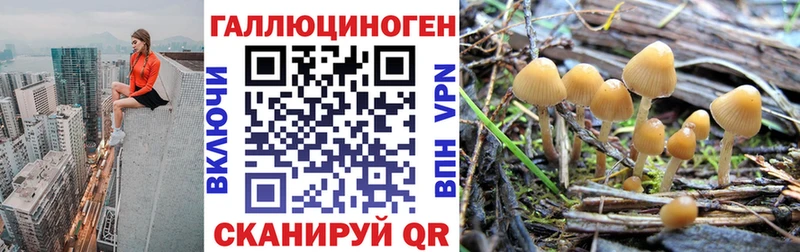 Галлюциногенные грибы Psilocybe  Хотьково 